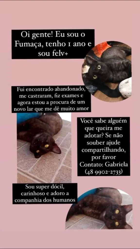 Gato ra a SRD-ViraLata idade 1 ano nome Fumaça