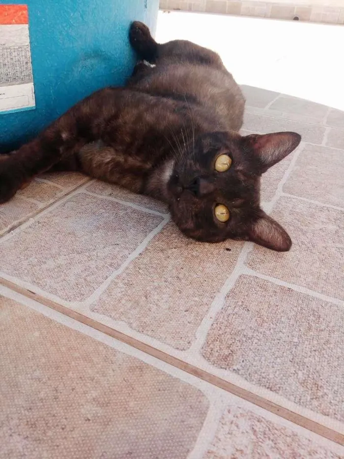 Gato ra a SRD-ViraLata idade 1 ano nome Fumaça