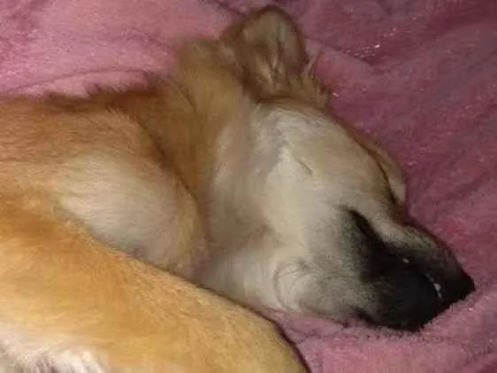 Cachorro ra a Chow Chow com Vira-lata  idade 1 ano nome Phoebi 