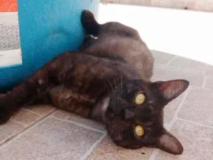 Gato raça SRD-ViraLata idade 1 ano nome Fumaça