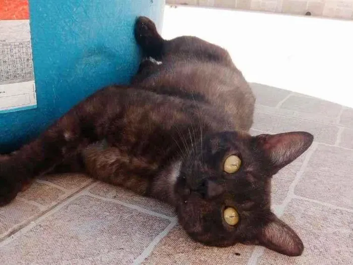 Gato ra a SRD-ViraLata idade 1 ano nome Fumaça