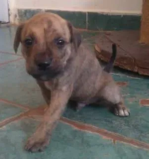 Cachorro ra a SRD-ViraLata idade Abaixo de 2 meses nome Vários