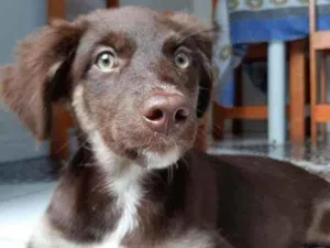 Cachorro raça Misturada idade 1 ano nome Normal