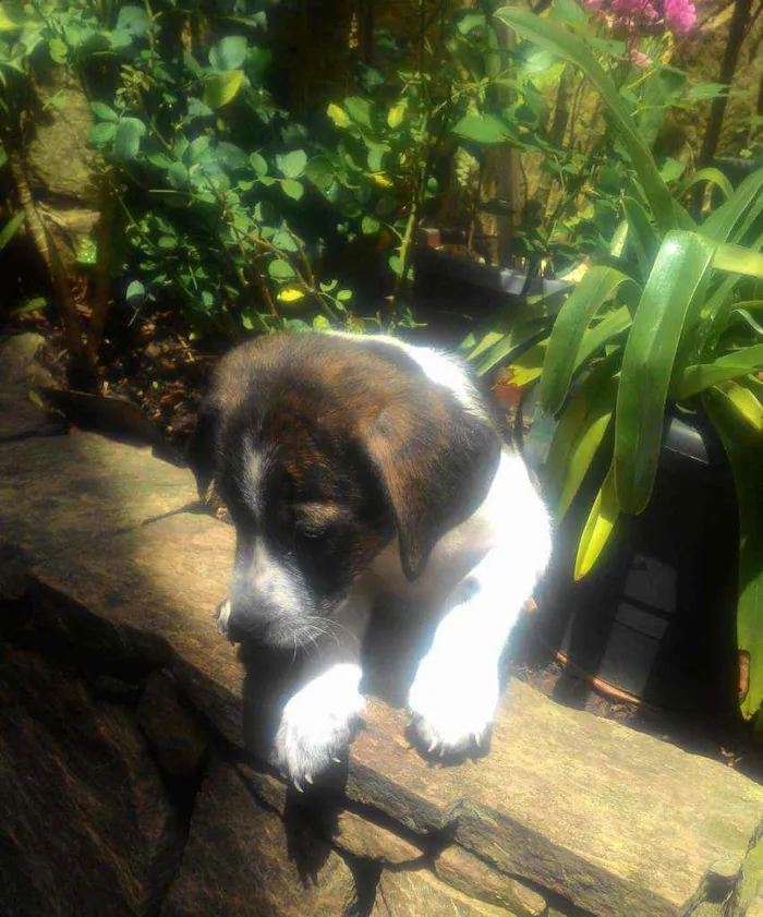 Cachorro ra a Srd idade 2 a 6 meses nome Nhoa