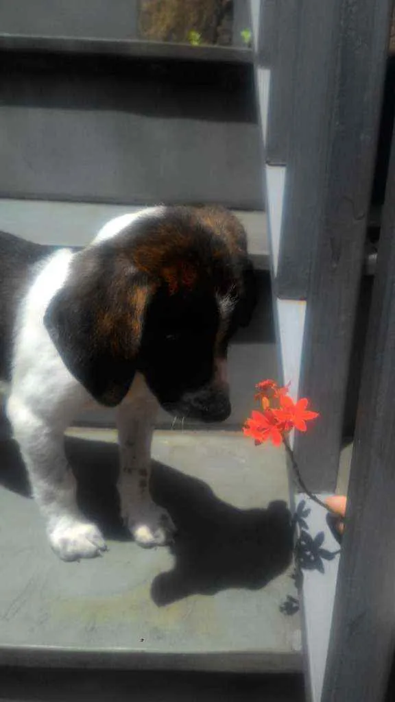 Cachorro ra a Srd idade 2 a 6 meses nome Nhoa