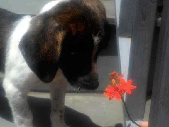 Cachorro ra a Srd idade 2 a 6 meses nome Nhoa