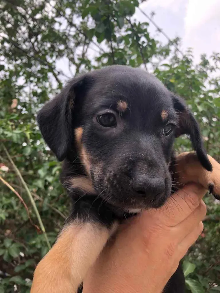 Cachorro raça SRD idade Abaixo de 2 meses nome Sem nome
