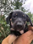 Cachorro raça SRD idade Abaixo de 2 meses nome Sem nome