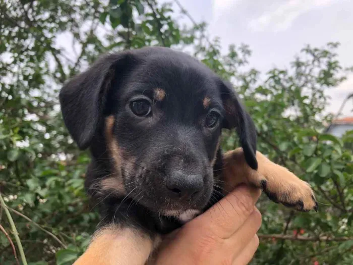 Cachorro raça SRD idade Abaixo de 2 meses nome Sem nome