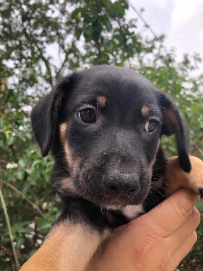 Cachorro raça SRD idade Abaixo de 2 meses nome Sem nome