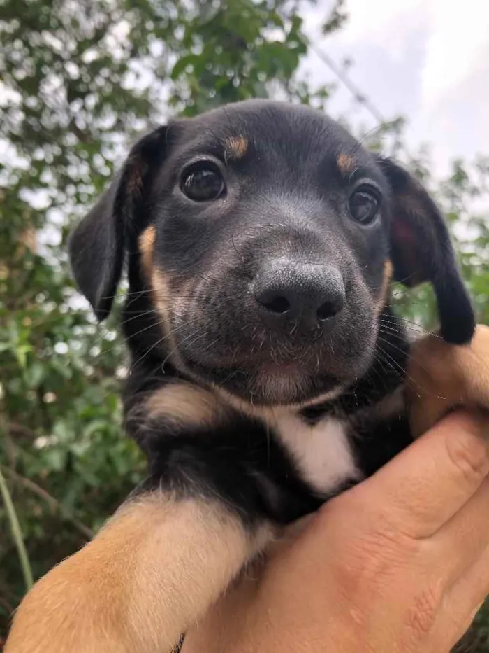 Cachorro raça SRD idade Abaixo de 2 meses nome Sem nome