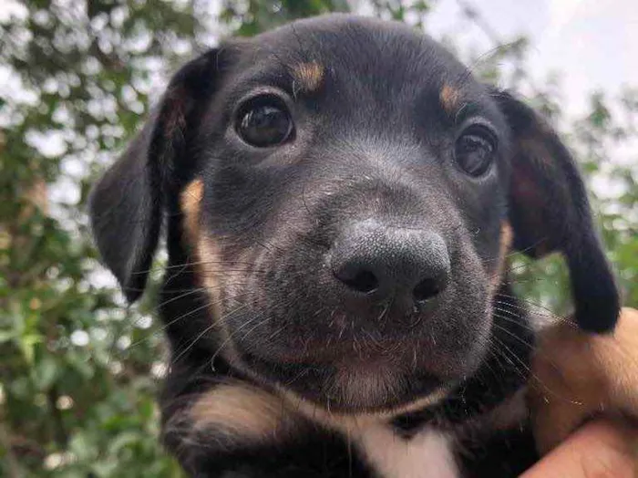 Cachorro raça SRD idade Abaixo de 2 meses nome Sem nome