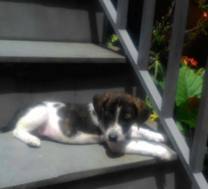 Cachorro ra a Srd idade 2 a 6 meses nome Nhoa