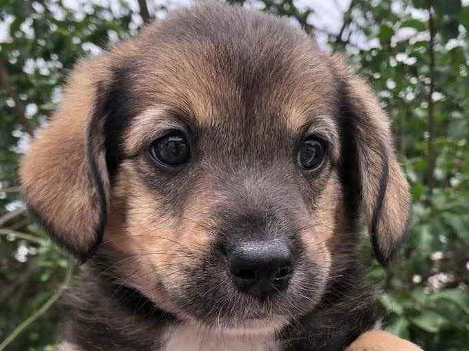 Cachorro raça SRD  idade Abaixo de 2 meses nome Sem Nome