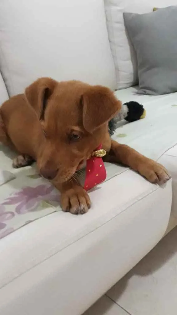 Cachorro raça SRD idade 2 a 6 meses nome Sem nome