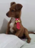 Cachorro raça SRD idade 2 a 6 meses nome Sem nome