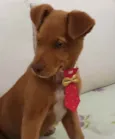 Cachorro raça SRD idade 2 a 6 meses nome Sem nome