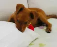 Cachorro raça SRD idade 2 a 6 meses nome Sem nome