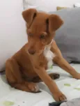 Cachorro raça SRD idade 2 a 6 meses nome Sem nome