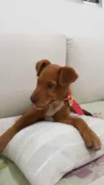 Cachorro raça SRD idade 2 a 6 meses nome Sem nome