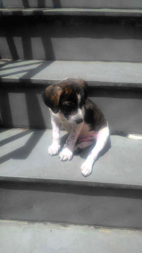 Cachorro ra a Srd idade 2 a 6 meses nome Nhoa