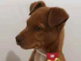 Cachorro raça SRD idade 2 a 6 meses nome Sem nome