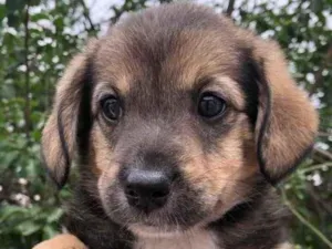 Cachorro raça SRD  idade Abaixo de 2 meses nome Sem Nome