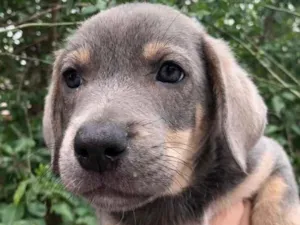 Cachorro raça SRD  idade Abaixo de 2 meses nome Sem Nome