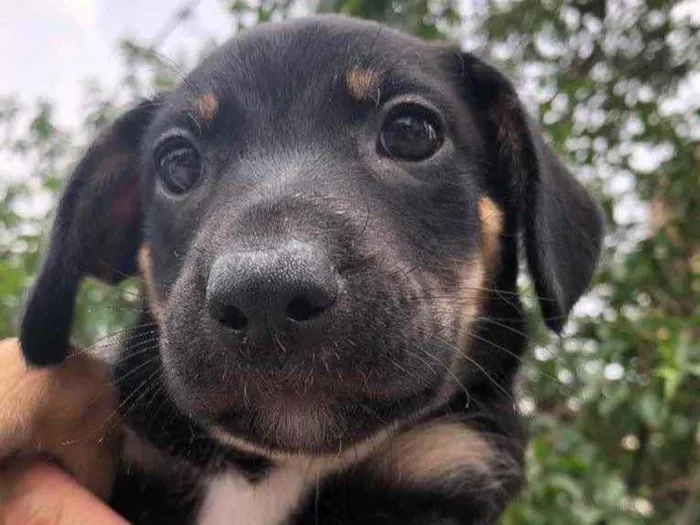 Cachorro raça SRD idade Abaixo de 2 meses nome Sem nome