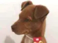 Cachorro raça SRD idade 2 a 6 meses nome Sem nome