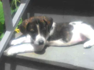 Cachorro raça Srd idade 2 a 6 meses nome Nhoa
