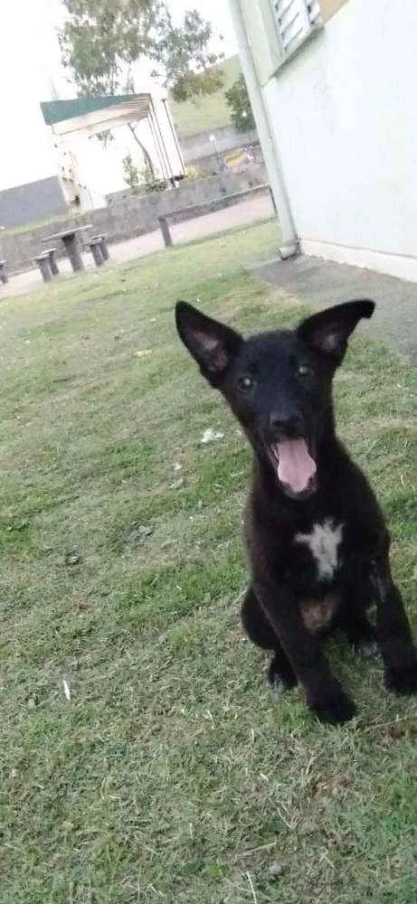 Cachorro ra a Vira lata idade 2 a 6 meses nome Jackeline