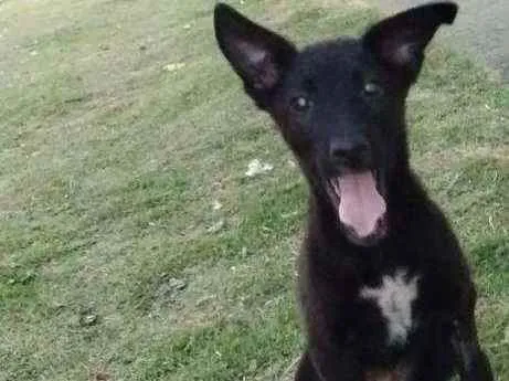 Cachorro ra a Vira lata idade 2 a 6 meses nome Jackeline