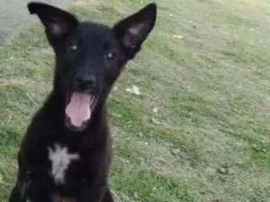Cachorro raça Vira lata idade 2 a 6 meses nome Jackeline