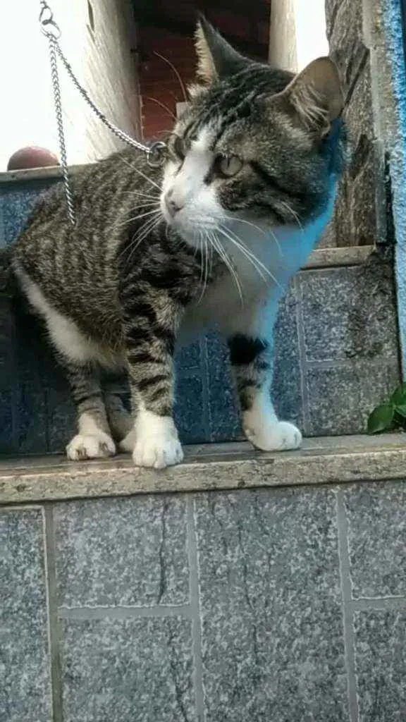 Gato ra a Srd idade 4 anos nome RAÍ