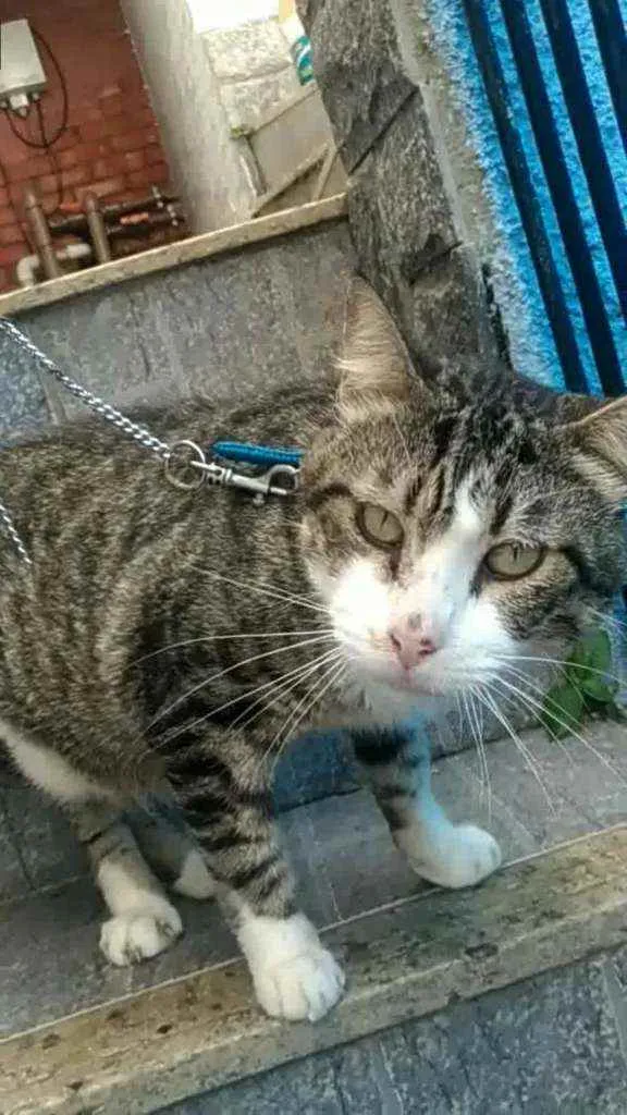 Gato ra a Srd idade 4 anos nome RAÍ