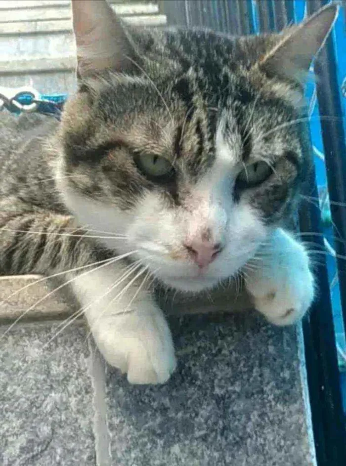 Gato ra a Srd idade 4 anos nome RAÍ