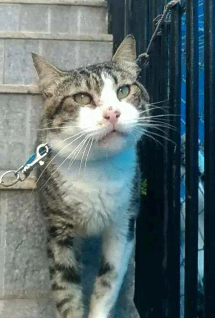 Gato ra a Srd idade 4 anos nome RAÍ