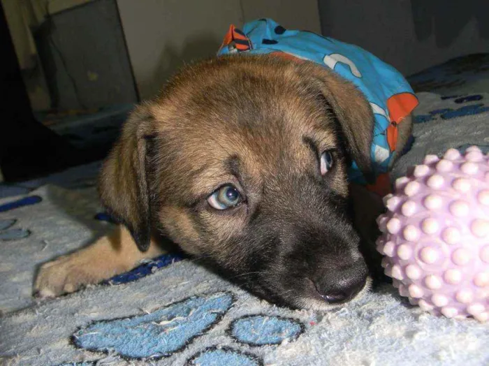 Cachorro ra a Srd idade Abaixo de 2 meses nome Ben