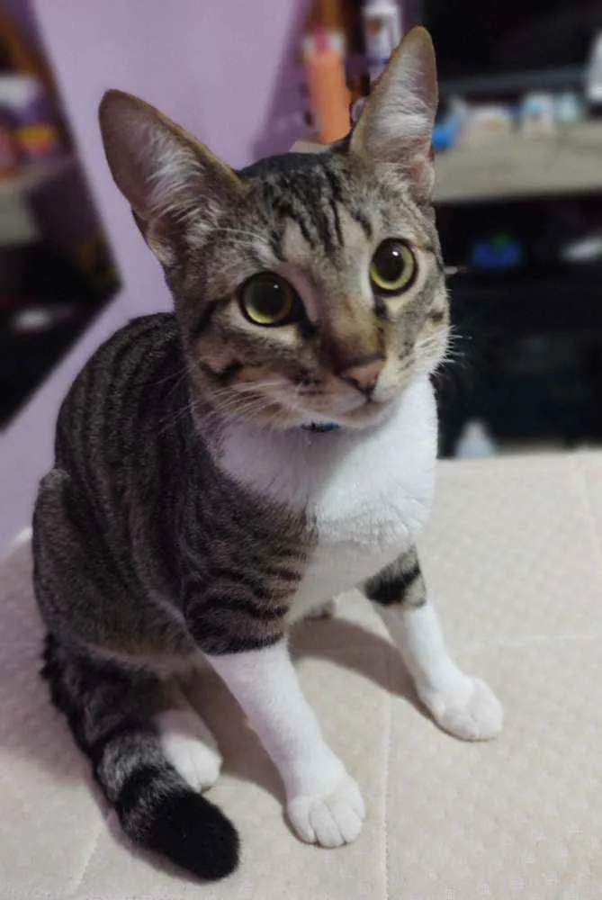 Gato ra a  idade 7 a 11 meses nome Frajola