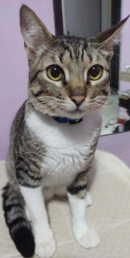 Gato ra a  idade 7 a 11 meses nome Frajola