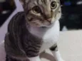 Frajola