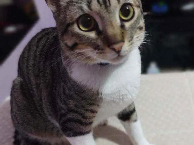 Gato ra a  idade 7 a 11 meses nome Frajola