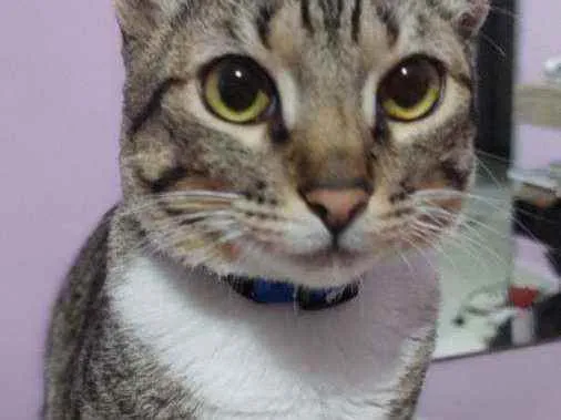 Gato ra a  idade 7 a 11 meses nome Frajola