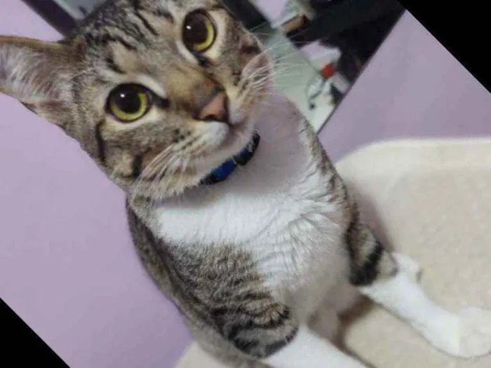 Gato ra a  idade 7 a 11 meses nome Frajola