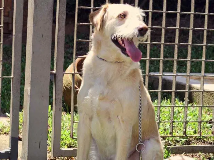 Cachorro raça Srd idade 2 anos nome Caramelo