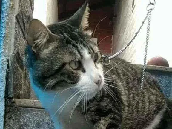 Gato ra a Srd idade 4 anos nome RAÍ