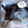 Cachorro raça Srd mistiça pinscher idade 7 a 11 meses nome July