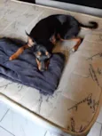 Cachorro raça Srd mistiça pinscher idade 7 a 11 meses nome July