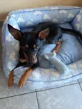 Cachorro raça Srd mistiça pinscher idade 7 a 11 meses nome July